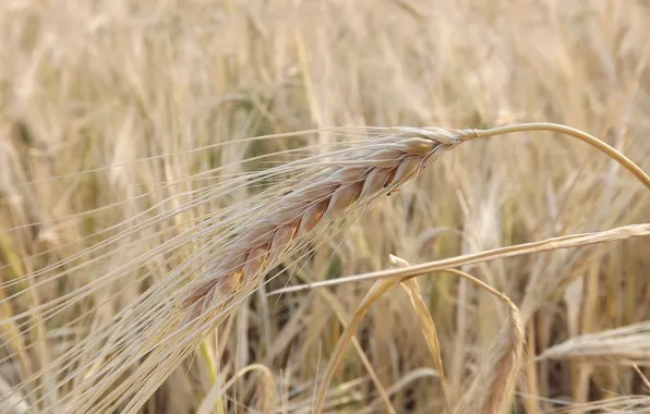 Picture wheat, field, rye, harvest, spikelets, dry, ears, cereals