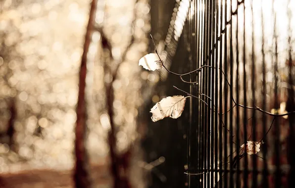 Picture leaves, background, the fence