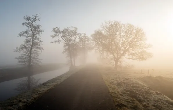 Road, fog, morning