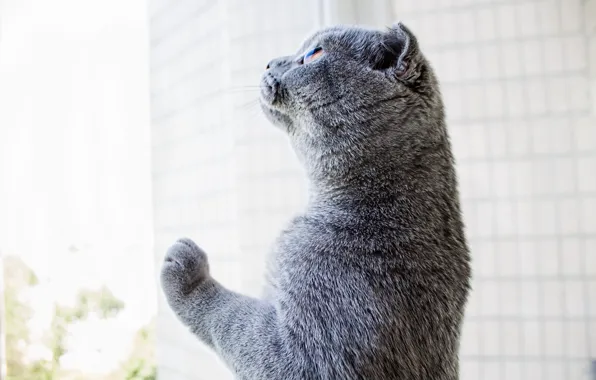 Cat, glass, window