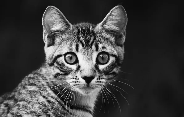 Look, kitty, black and white, portrait, striped