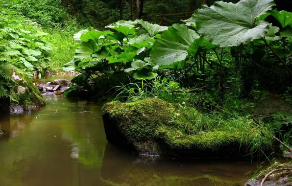 Picture FOREST, STONES, GRASS, GREENS, LEAVES, MOSS, SPRING, STREAM