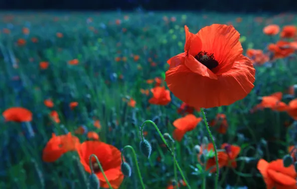 Flower, summer, flowers, Mac, Maki, red, bokeh, poppy field