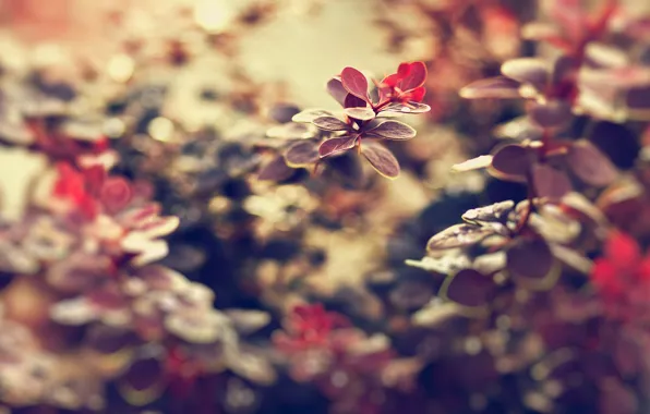Leaves, macro, flowers, nature, background, beautiful, Wallpaper for desktop