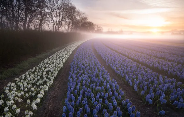 Field, trees, flowers, fog, dawn, morning, Netherlands, plantation