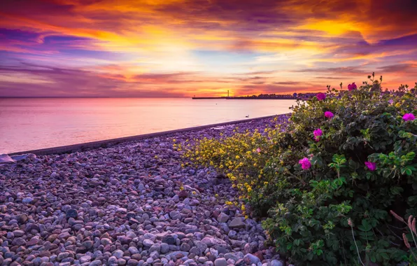 Sea, landscape, sunset, stones, shore, briar, the bushes