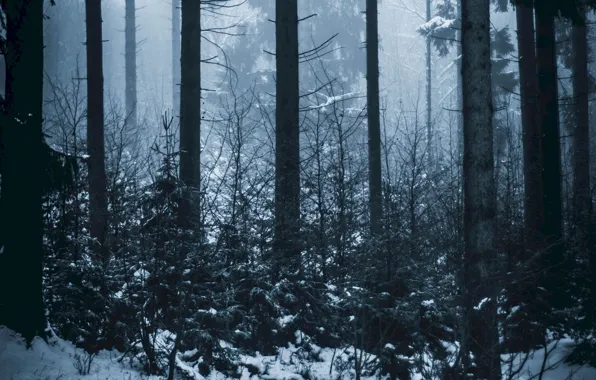 Winter, forest, snow, trees, nature, fog