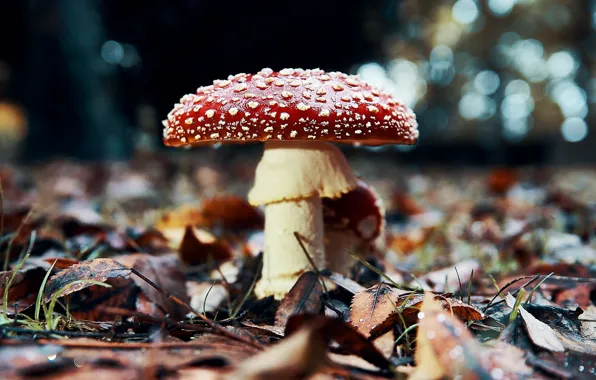 Picture autumn, nature, foliage, mushroom, mushroom, dry leaves