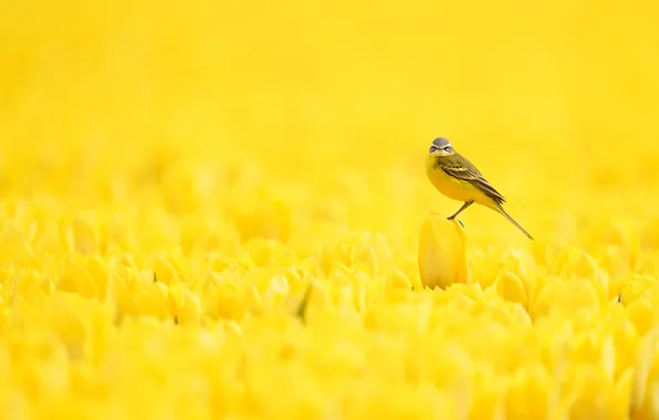 Field, flowers, bird, spring, yellow, tulips, a lot, yellow