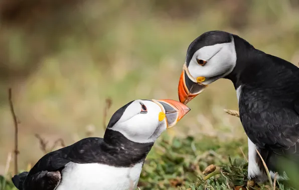 Birds, pose, background, kiss, stalled, a couple, stubs, two birds