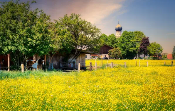 Field, the sky, light, trees, flowers, horse, glade, foliage