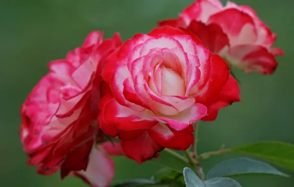 Leaves, macro, background, roses, petals