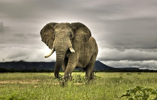 Picture grass, elephant