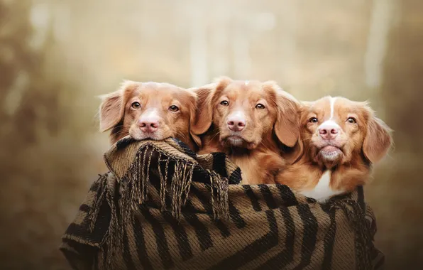 Autumn, dogs, look, nature, pose, plaid, trio, Retriever