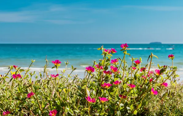 Picture sea, beach, summer, the sky, the sun, flowers, shore, summer