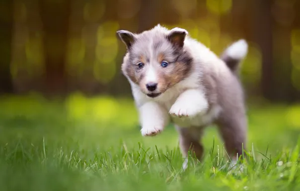 Grass, nature, pose, background, jump, glade, legs, dog