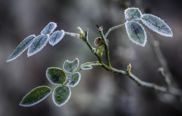 Frost, leaves, branch