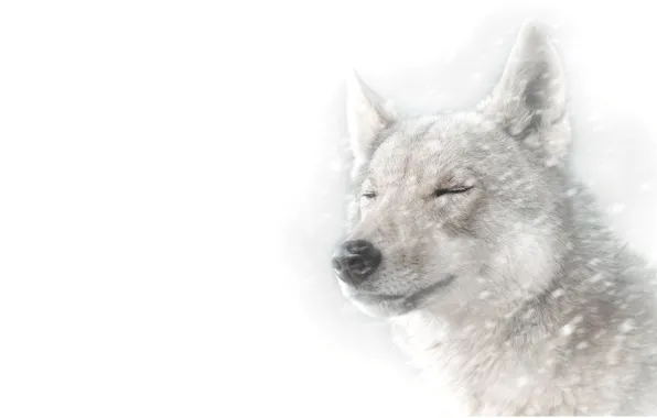 Winter, face, snow, wolf, portrait, white background, Blizzard, snowfall