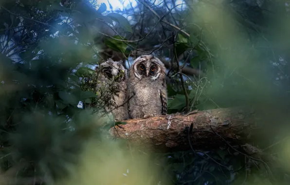 Look, leaves, birds, branches, tree, owl, owls, a couple