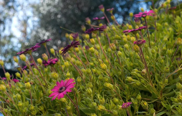 Picture flowers, pink, gerbera, flowerbed
