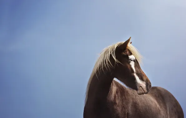 The sky, nature, horse