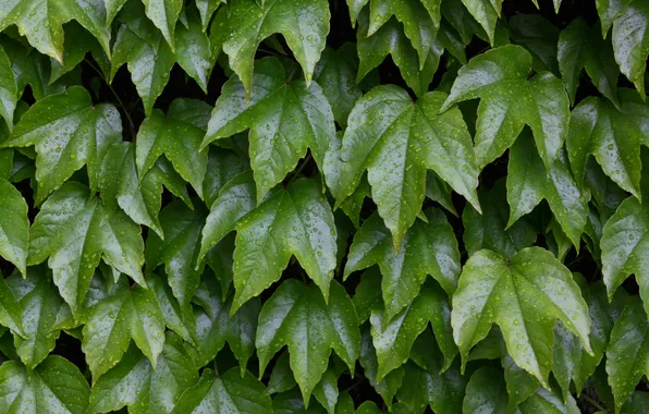 Green, wall, leaves, plant, vine