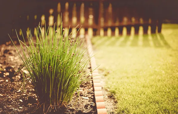 Greens, grass, plant, yard, green