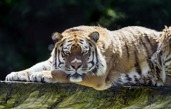 Cat, tiger, stay, log, Amur, ©Tambako The Jaguar