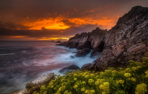 Picture sea, sunset, flowers, rocks