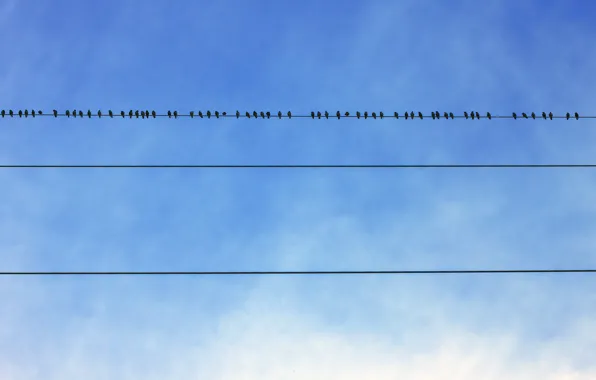The sky, Wire, Bird, Wire, Birds, Sky, Birds, Bird
