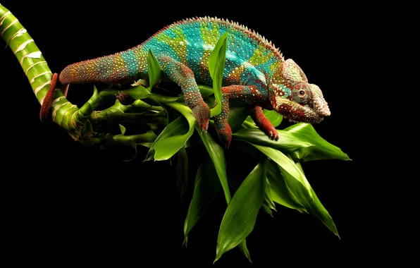 Greens, eyes, chameleon, background, branch, lizard, tail