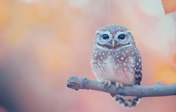 Look, nature, owl, bird, branch, pink background, bitches, bokeh