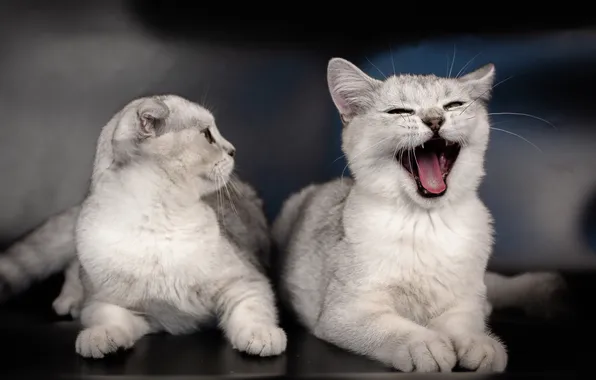 Language, cat, cat, look, cats, pose, the dark background, cats