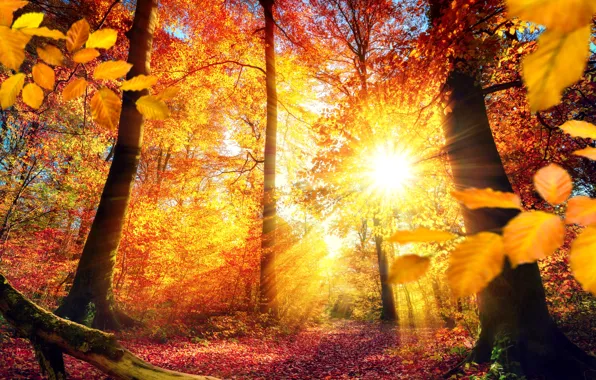 Picture autumn, forest, leaves, trees, branches, yellow, the rays of the sun