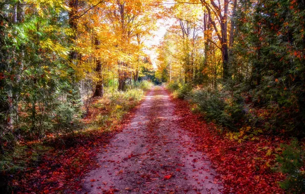 Road, autumn, forest, leaves, treatment, the rays of the sun