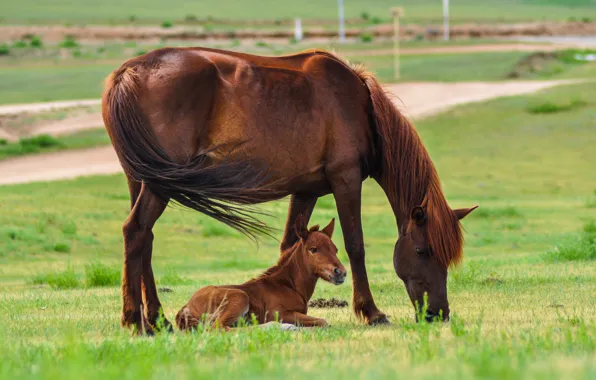 Picture field, summer, horse, horse, chestnut, mother, foal