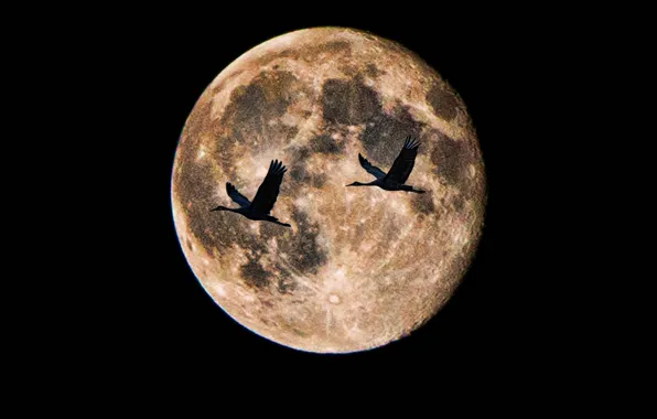 Birds, night, the moon