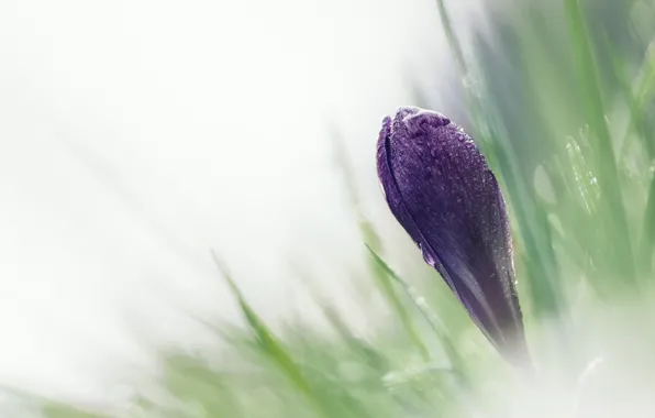 Picture flower, grass, macro, spring, Bud, Krokus