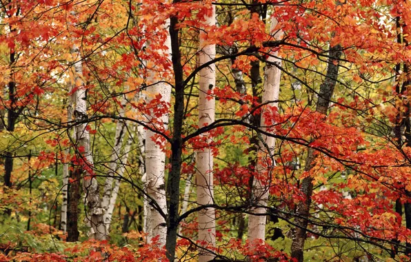 Picture autumn, tree