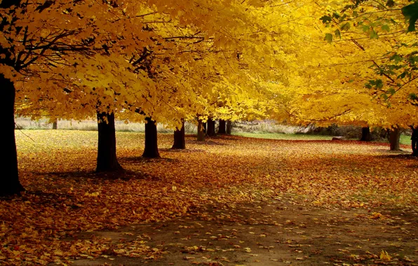 Road, autumn, leaves, trees, landscape, nature, Park, yellow