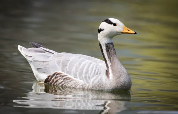 Water, lake, background, goose