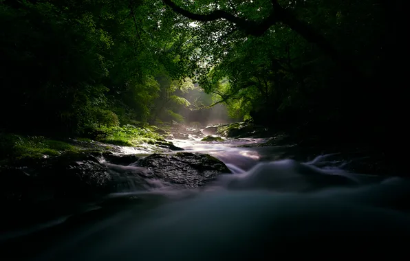 Picture forest, light, nature, river, the darkness