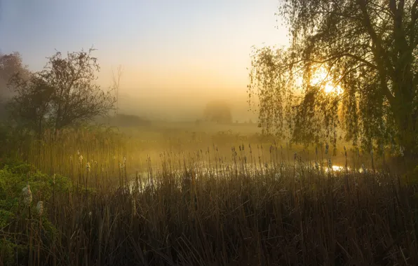 Trees, fog, pond, morning, reed