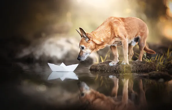 Water, reflection, dog, doggie, paper boat