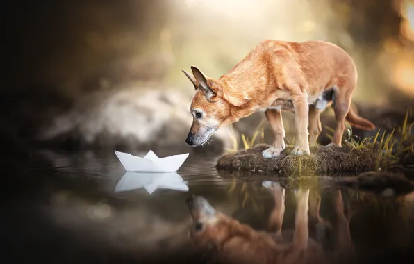 Picture water, reflection, dog, doggie, paper boat