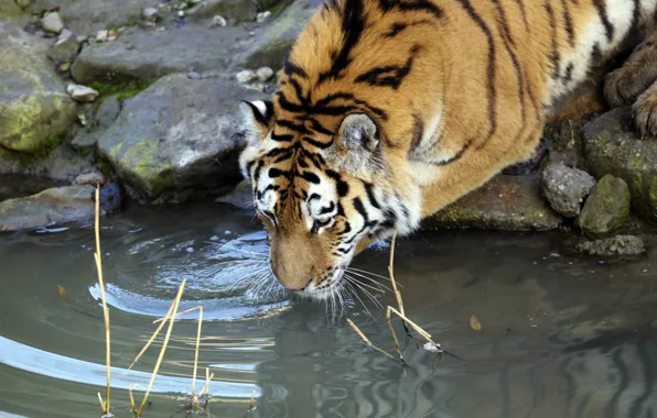 Picture cat, water, tiger, drink, Amur, drinking