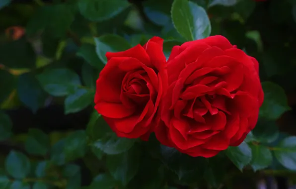 Leaves, flowers, background, dark, roses, garden, red, a couple