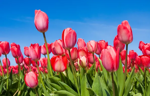 The sky, flowers, spring, tulips, buds, tulips