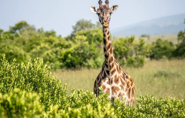 Picture giraffe, the bushes, neck