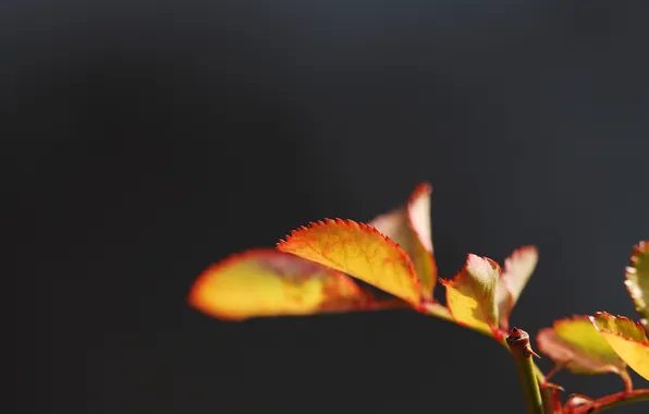 Leaves, macro, nature, photo, Wallpaper, plants